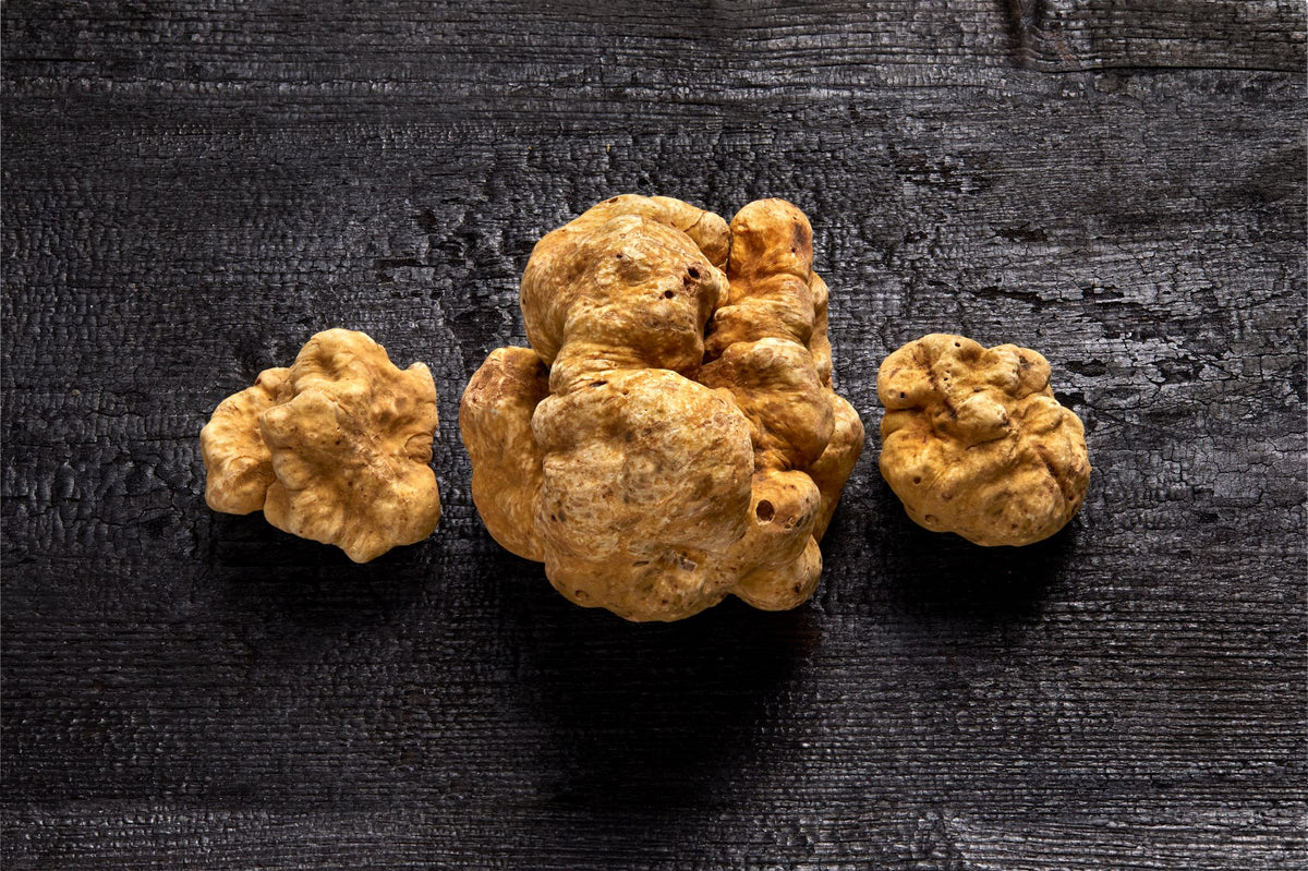 Fresh white truffle