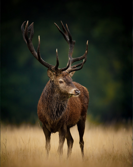 A large red deer stag with large antlers standing in a grassy field, photographed in a natural outdoor setting with a blurred dark green background.