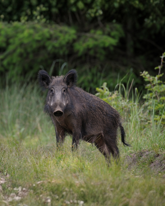 A wild boar standing in tall green grass with a dense forest background.