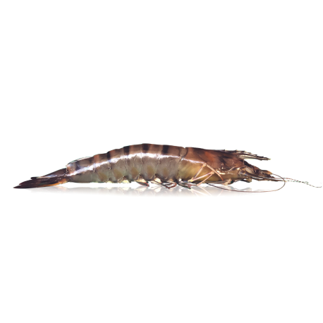 Frozen Black Tiger Prawn - Qwehli