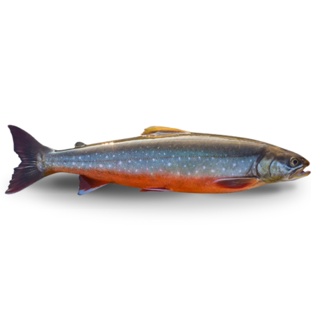 Frozen Arctic Char Fillet - Qwehli