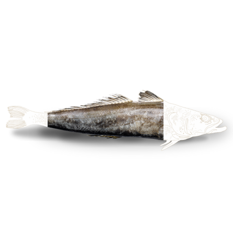 Frozen Toothfish Fillet - Qwehli