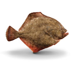 Frozen Turbot Fish - Qwehli