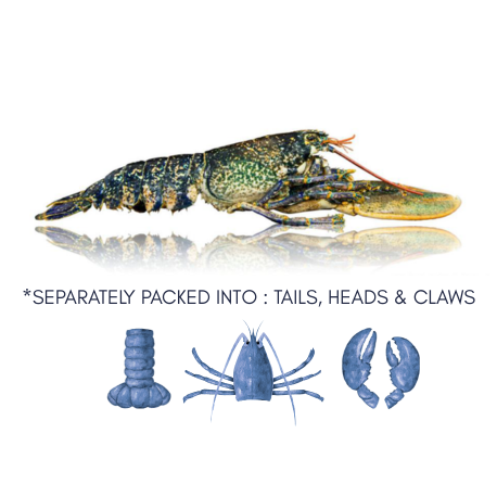 Frozen European Blue Lobster - Qwehli