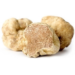 Fresh White Truffle Tuber Magnatum Pico