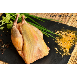 Farmed Guinea Fowl