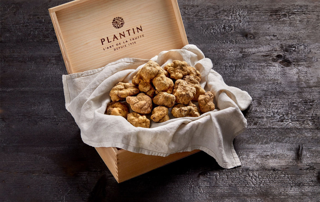 White Truffle Pairings
