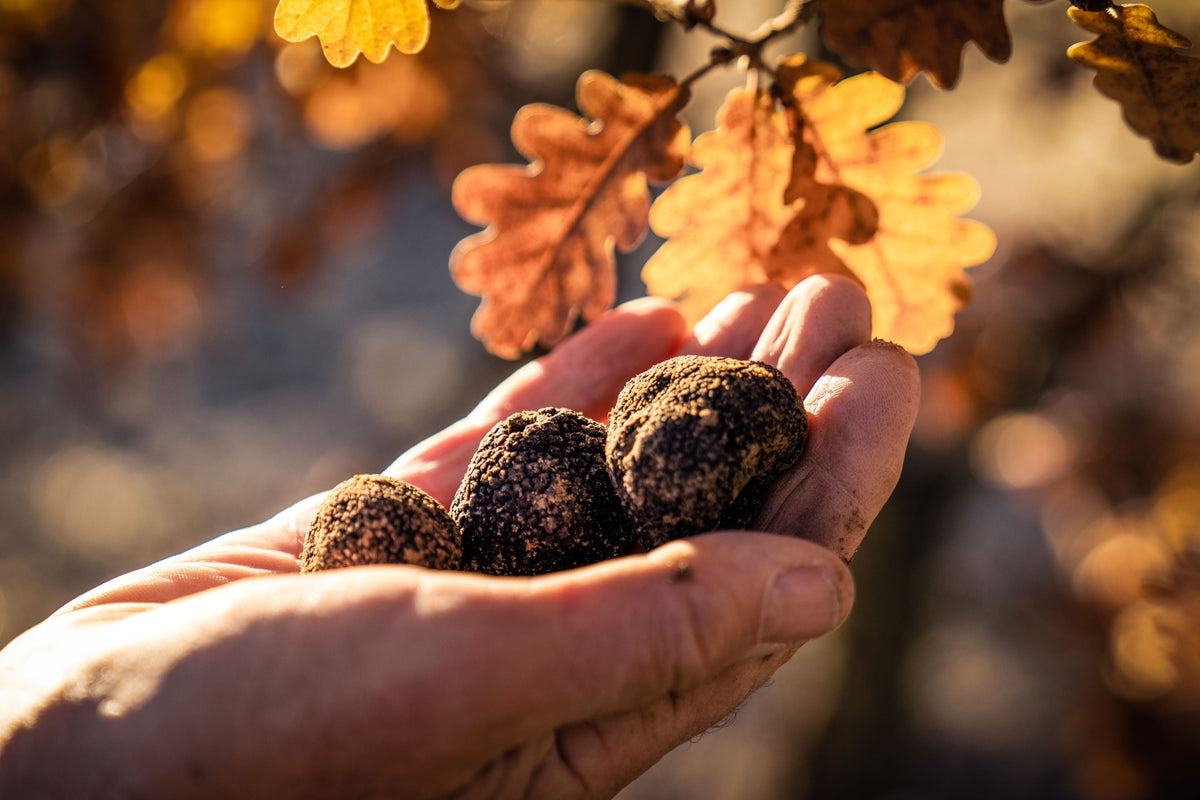 What is a Truffle? History, Origins, and How They Grow