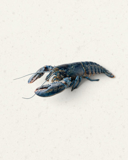 Frozen European Blue Lobster