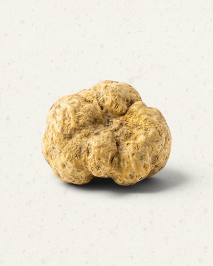 Fresh White Truffle from Italy