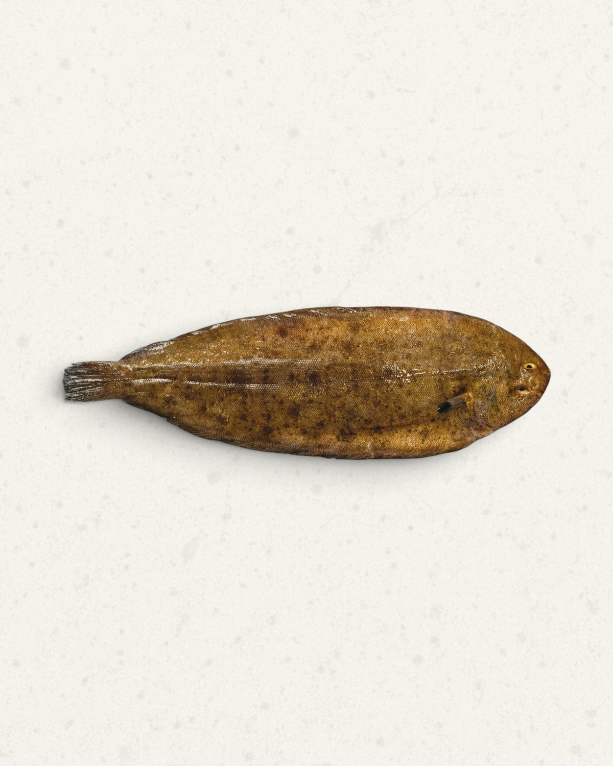 Frozen Dover Sole - Whole, Gutted