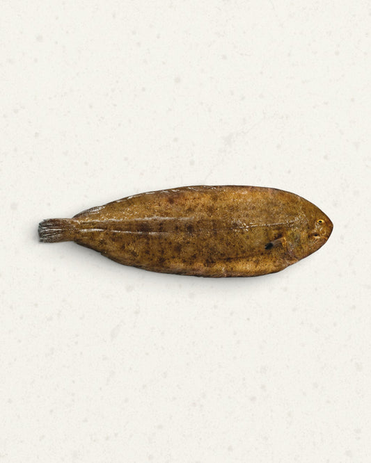Frozen Dover Sole - Whole, Gutted