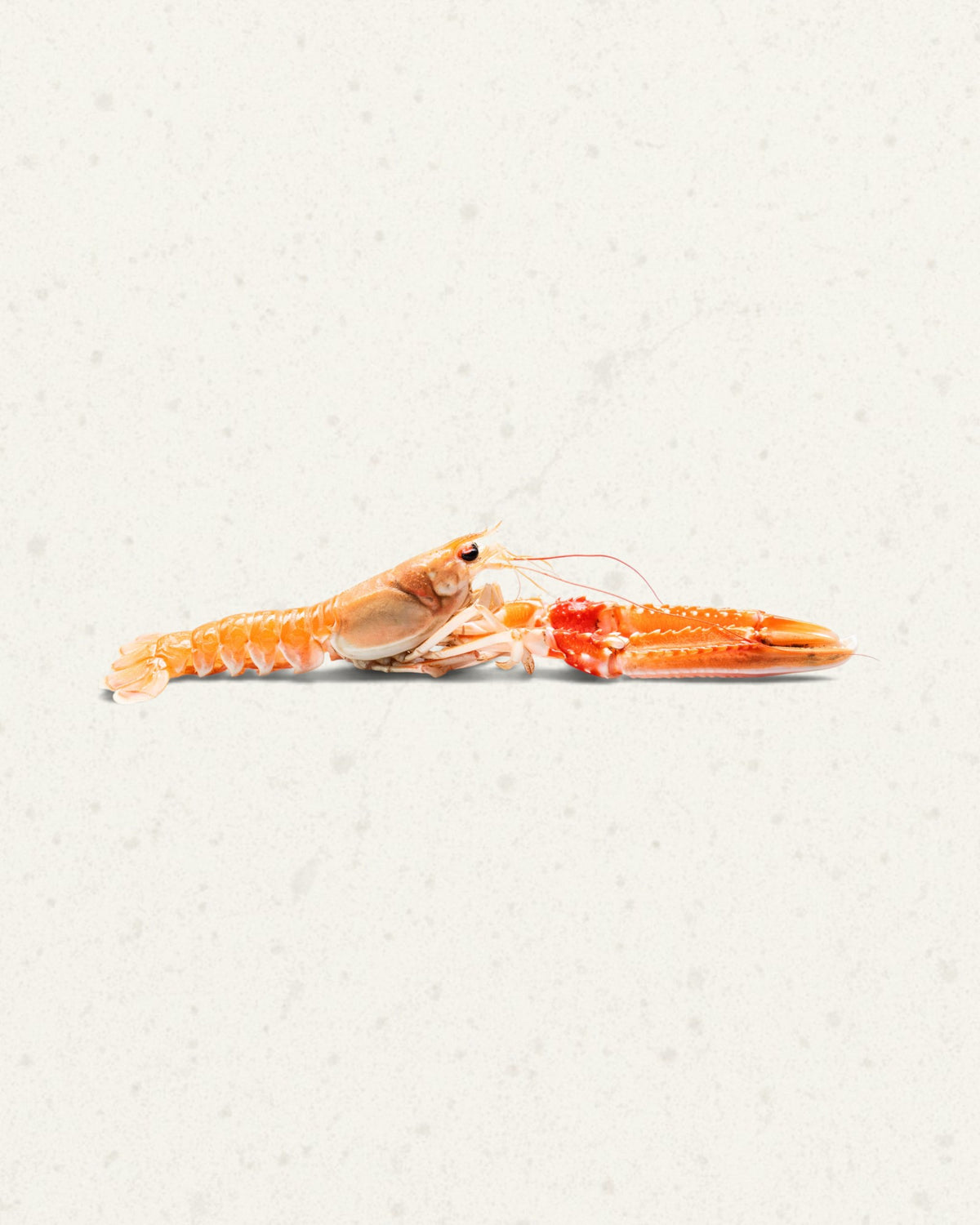 Frozen Wild Langoustines XL