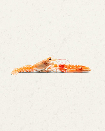 Frozen Wild Langoustines XL