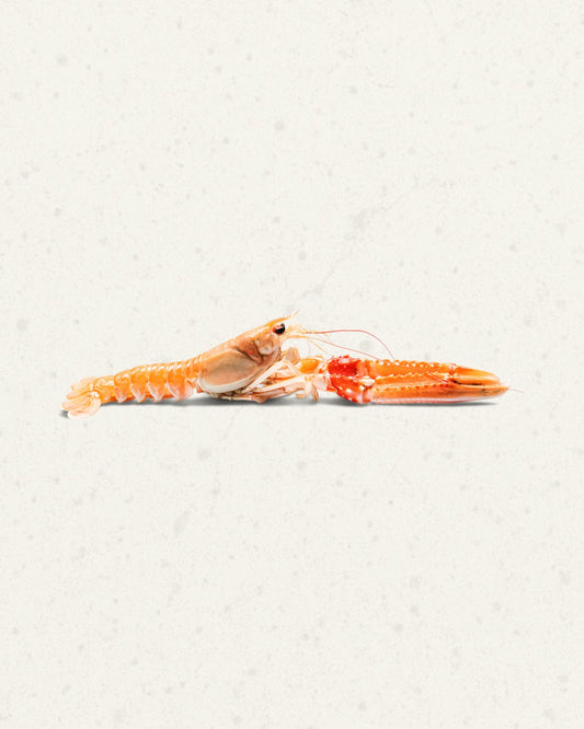 Single raw langoustine in orange and white, lying on its side on a light cream background