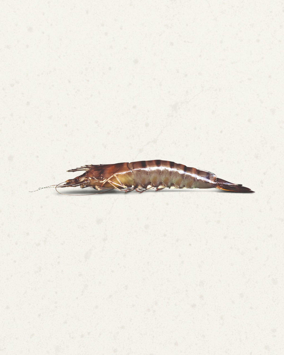 Frozen Tiger Prawns