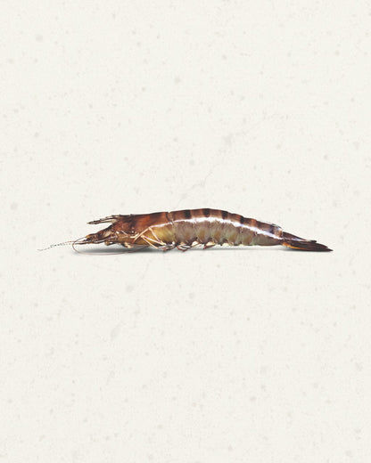 Frozen Tiger Prawns