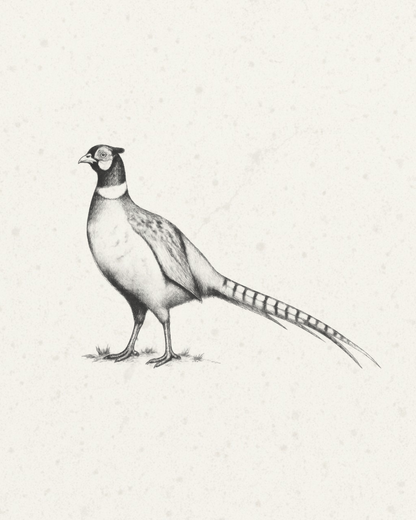 Wild Pheasant