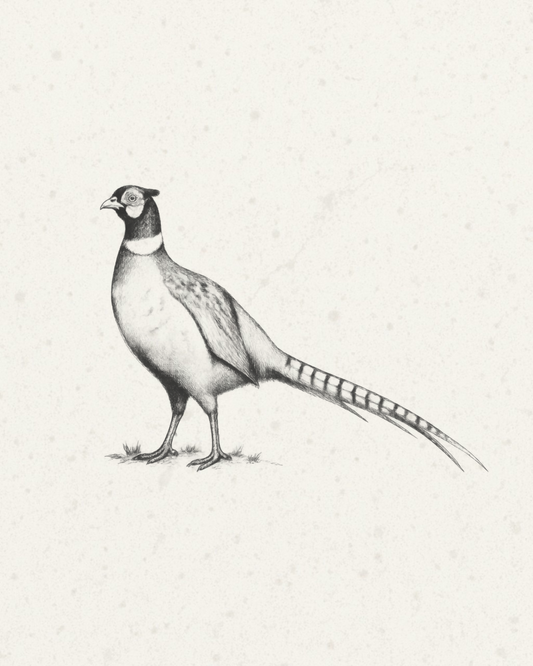 A monochrome pencil-style illustration of a pheasant standing on a textured off-white background.