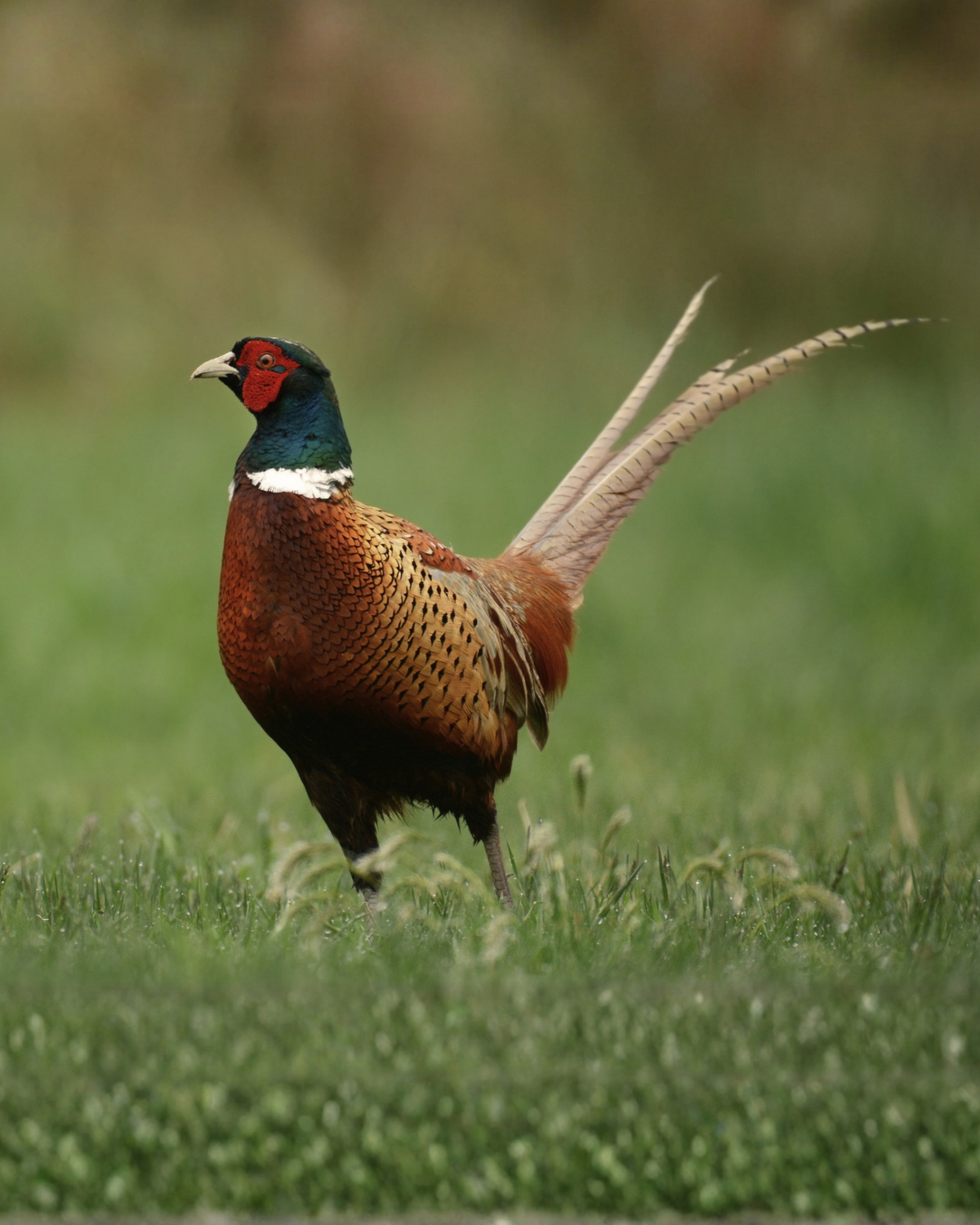Wild Pheasant