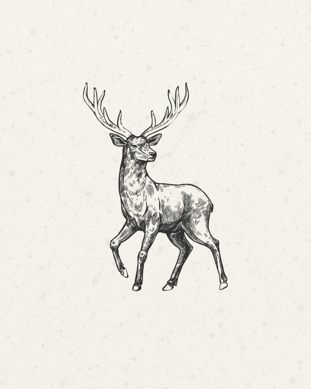 A black and white hand-drawn sketch of a stag with large antlers, centered on a textured off-white background.