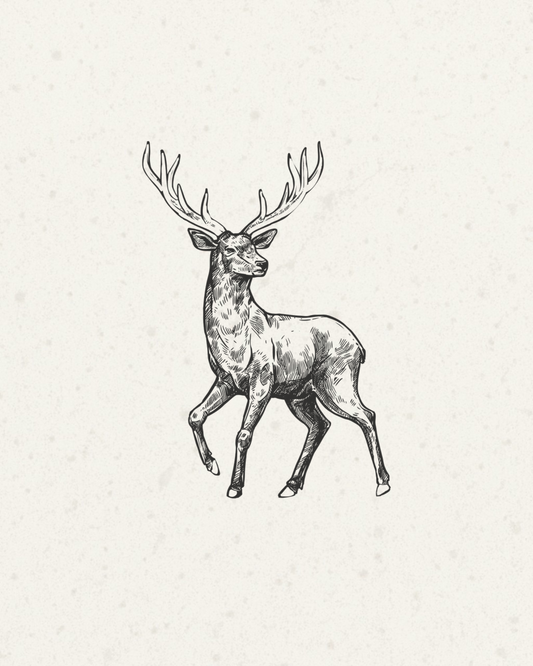 A black and white hand-drawn sketch of a stag with large antlers, centered on a textured off-white background.