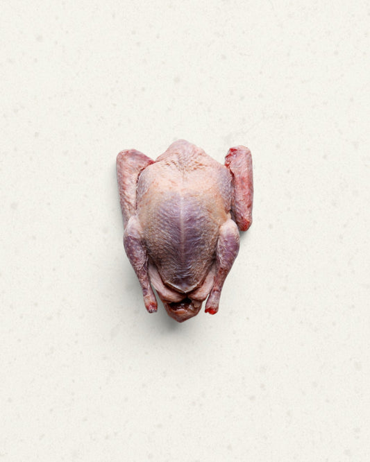 Pigeon
