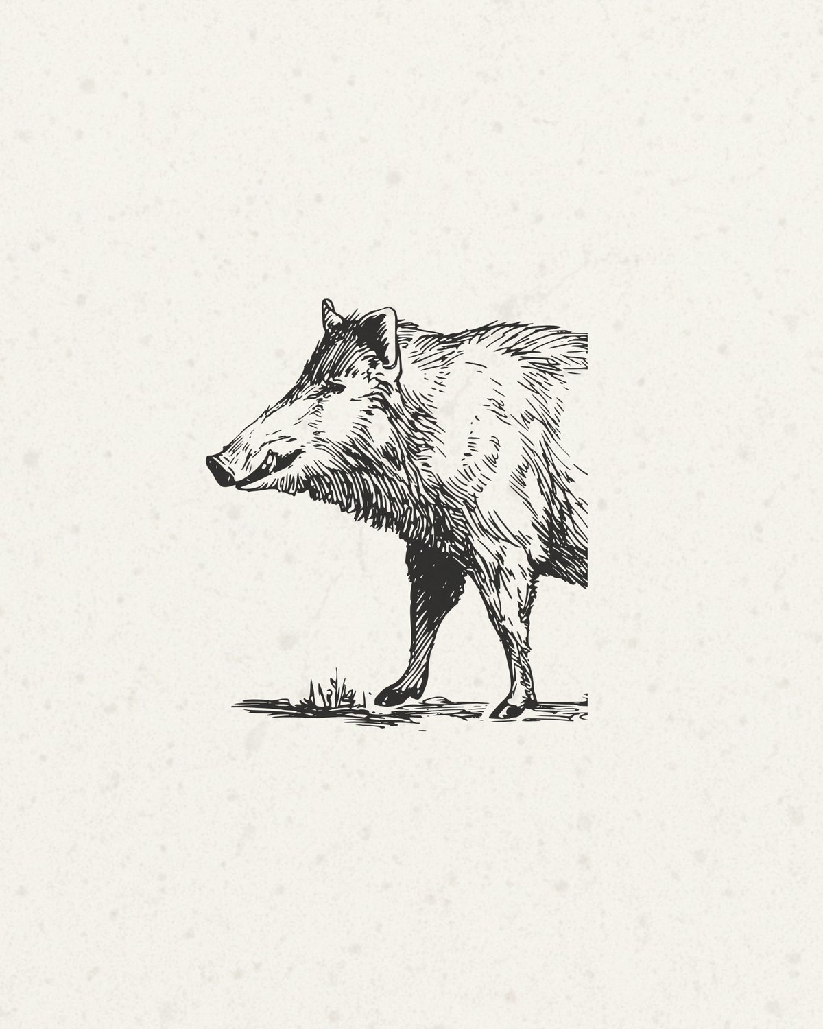 A black ink sketch of a wild boar in profile standing on a small patch of grass, centered on a textured off-white background.
