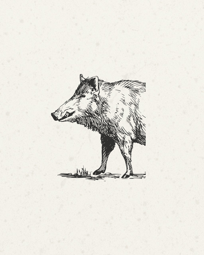A black ink sketch of a wild boar in profile standing on a small patch of grass, centered on a textured off-white background.