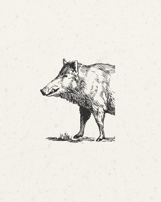 A black ink sketch of a wild boar in profile standing on a small patch of grass, centered on a textured off-white background.