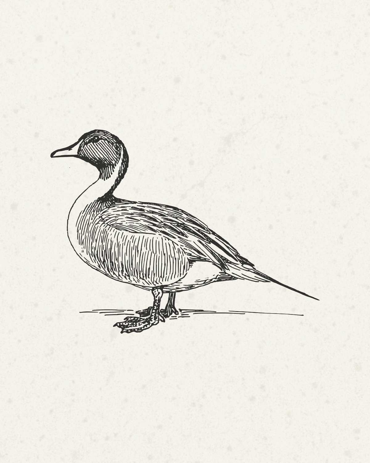 Wild Duck Colvert