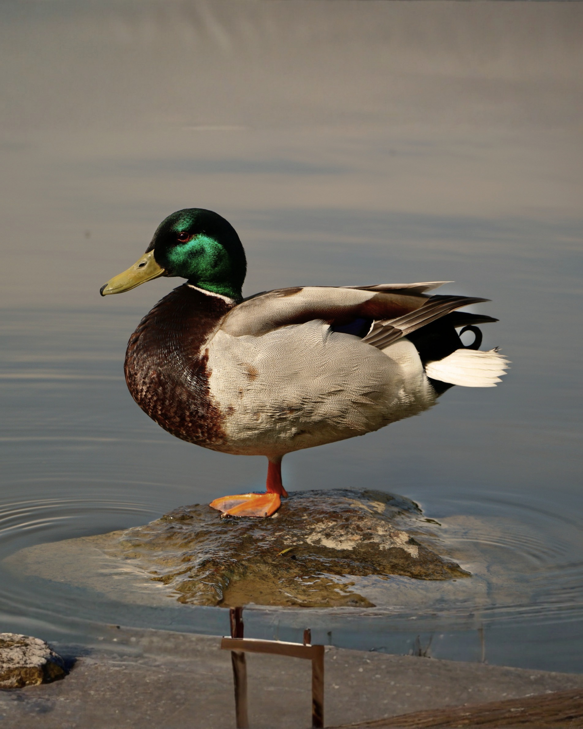Wild Duck Colvert