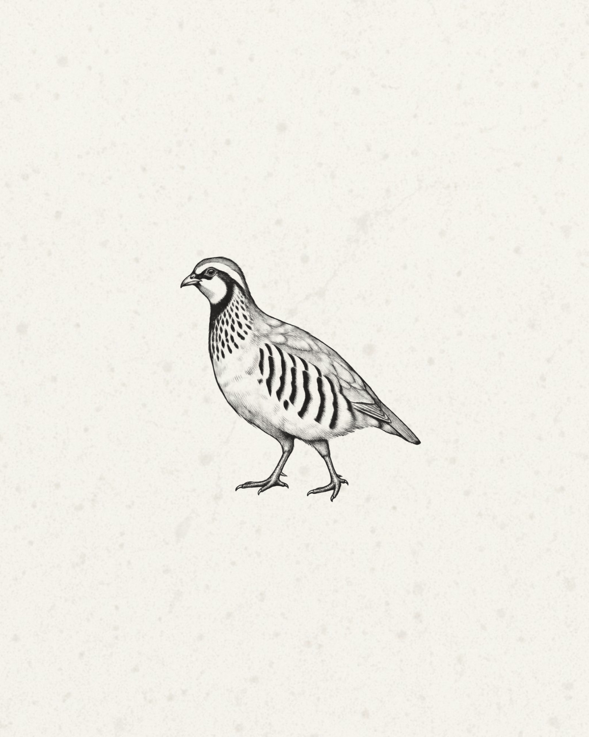 Wild Red Partridge