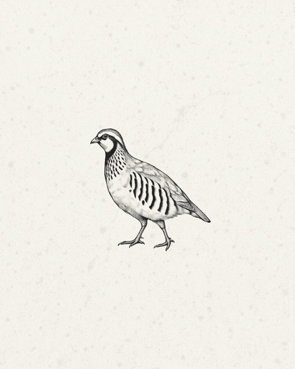 Wild Red Partridge