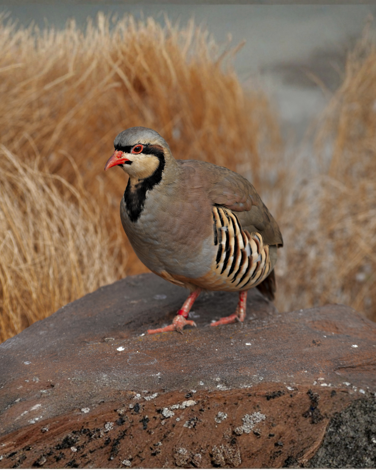 Wild Red Partridge