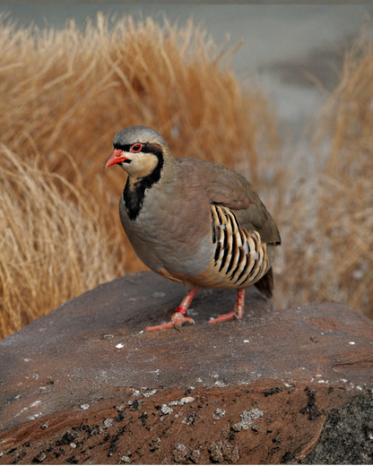 Wild Red Partridge